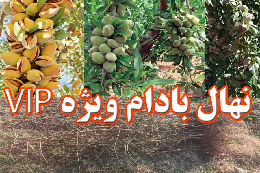 نهال بادام دیرگل